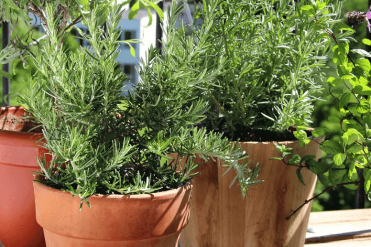 Como ter uma horta em apartamento | Blog - Vila Brasil Engenharia